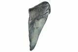 Partial Fossil Megalodon Tooth - South Carolina #272578-1